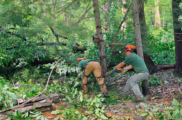 Best Tree Disease Treatment  in Belmont, NC